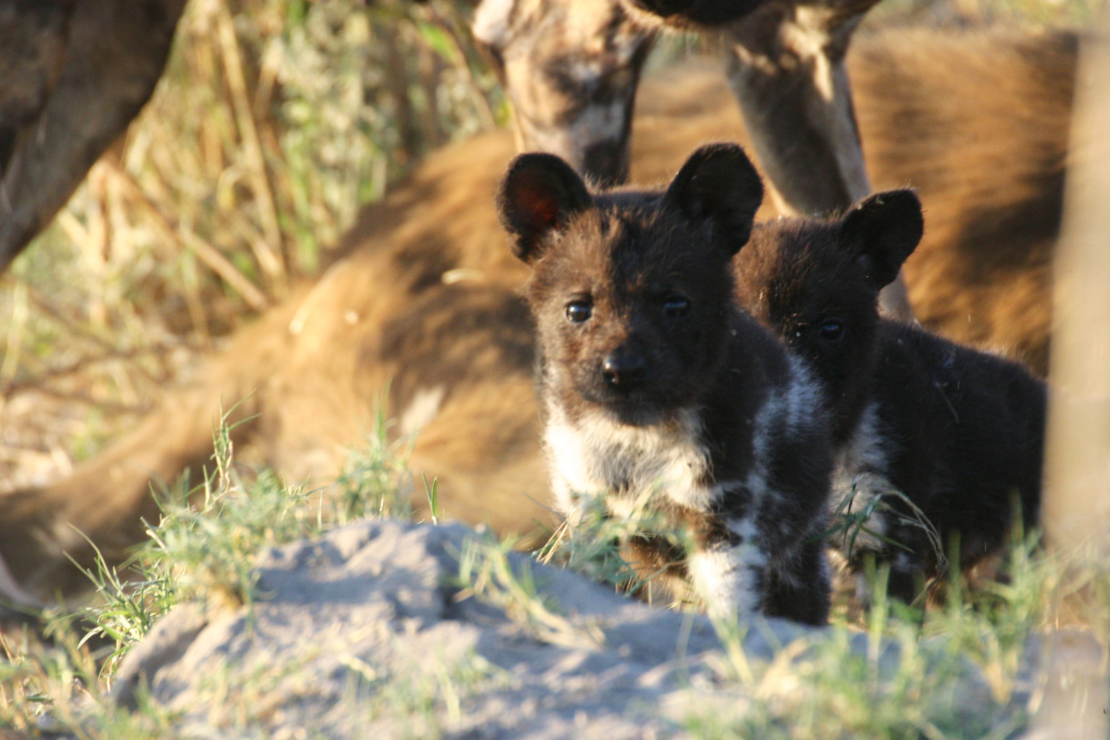 Kwara Camp Kwara Camp