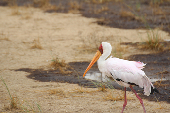 Lake Nakuru Sopa Lodge Lake Nakuru Sopa Lodge: Nimmersattstorch mit Rosy Tint