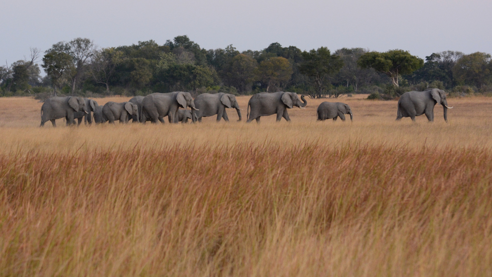 Lebala Camp Lebala Camp: Elefantenherde