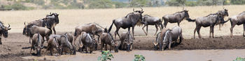 Mahali Mzuri: Gnus am Wasserloch