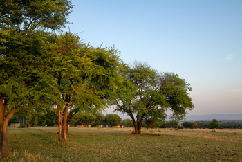 Mara Under Canvas: Landschaft