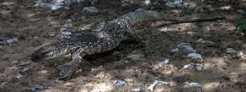 Mokuti Etosha Lodge: Nilwaran