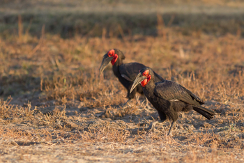 Nkonzi Bush Camp: Hornraben