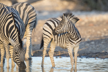 Ongava Reserve: Zebrafohlen