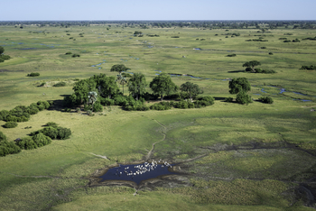 Qorokwe Camp: Pelikane in einer Lagune