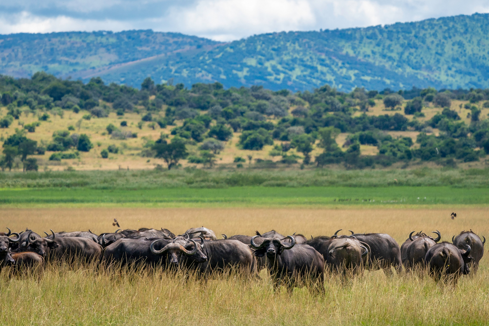 Magashi Camp Magashi Camp: Büffelherde