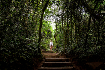 Sanctuary Gorilla Forest Camp: Gast im Wald