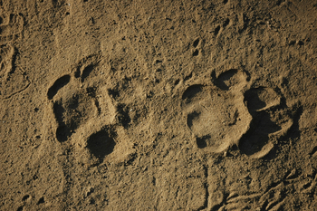 Shergarh Tented Camp: Tigerspuren