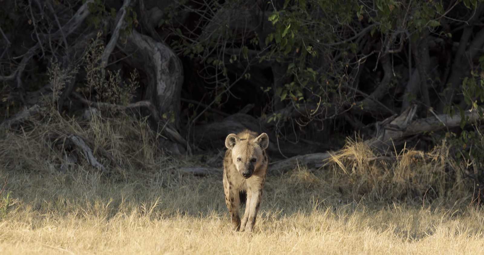 Shinde Footsteps Shinde Footsteps: Hyäne