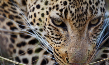 Shinde Lodge Shinde Lodge: Kleine Stirnflecken