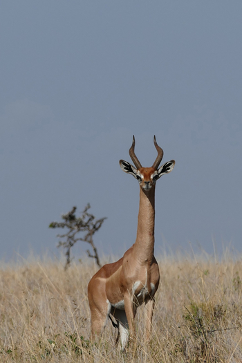 Sirikoi Lodge Sirikoi Lodge: Gerenuk