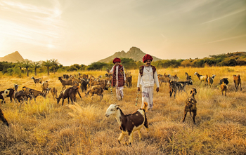 Sujan Jawai: Rabari-Hirten