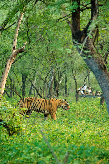 Sujan Sher Bagh: Tiger in der Bodenvegetation