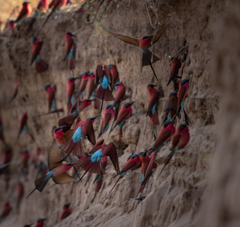 Sungani Lodge Sungani Lodge: Karminspinte