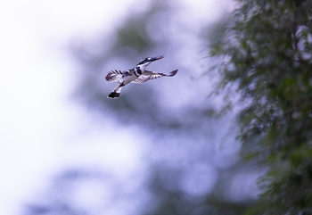 Sungani Lodge Sungani Lodge: Pied Kingfisher