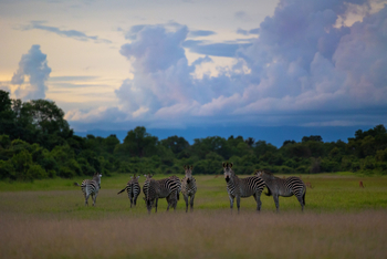 Sungani Lodge Sungani Lodge: Zebras