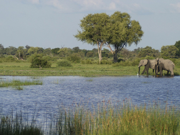 Vumbura Plains Camp: Elefanten am Wasser
