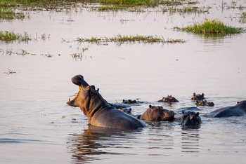 Mokete Camp: Nilpferd