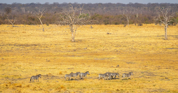 Wilderness Mokete Camp: Zebraherde
