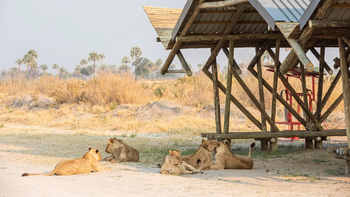 Xigera Safari Lodge Xigera Safari Lodge: Löwen am Airstrip