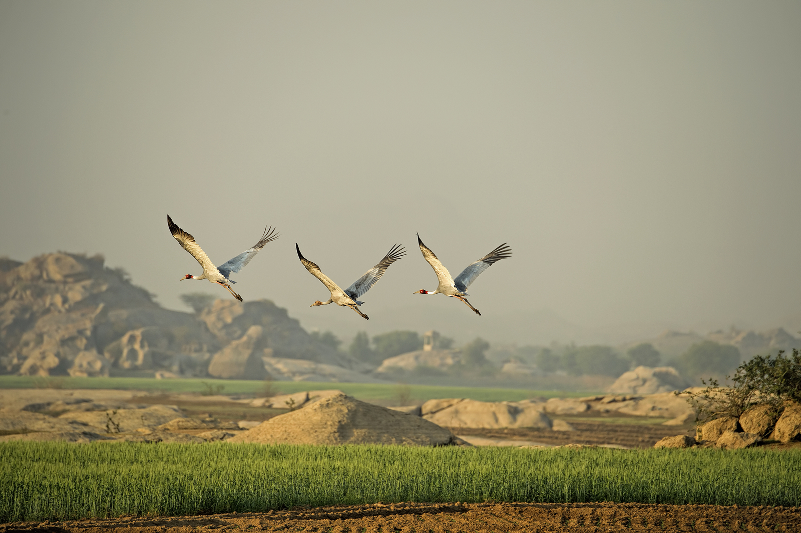 Sujan Jawai Sujan Jawai