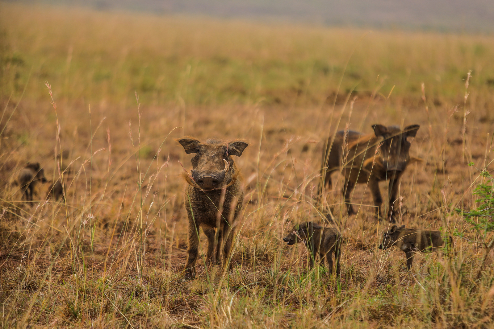 Adere Safari Lodge Adere Safari Lodge: Warzenschweine