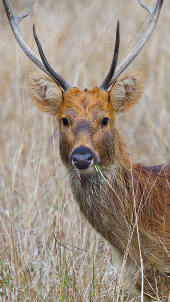 Bagh Villas: Barasingha-Hirsch