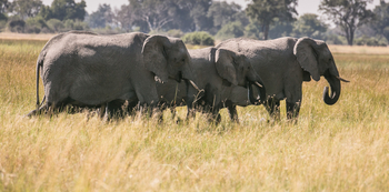 Bushman Plains Camp: Elefanten