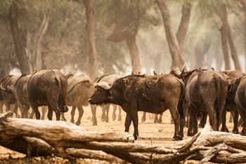Chikwenya Camp Chikwenya Camp: Wasserbüffel mit Vögeln