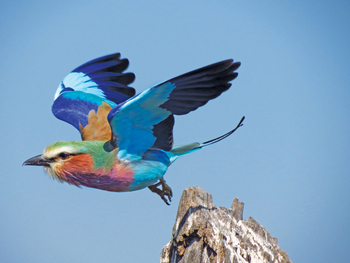 Chobe Game Lodge: Abflug einer Gabelracke