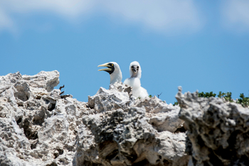 Cosmoledo Eco Camp: Maskentölpel mit Küken