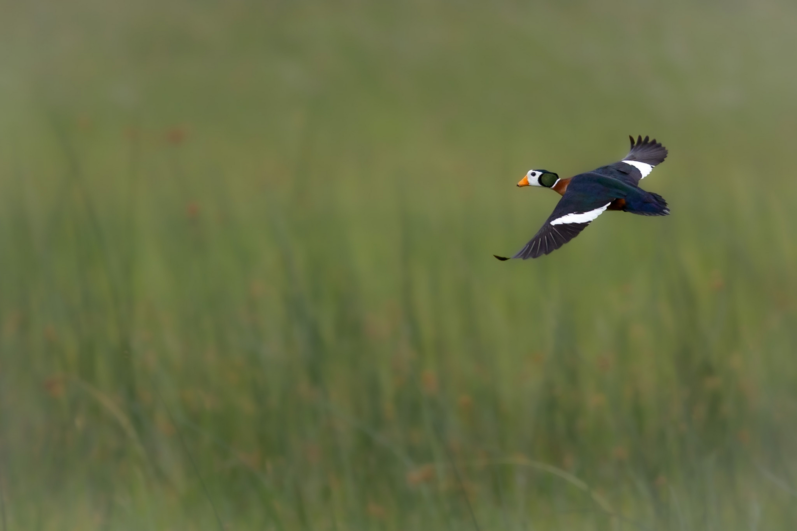 Daunara Safari Camp Daunara Safari Camp: Pygmy Duck