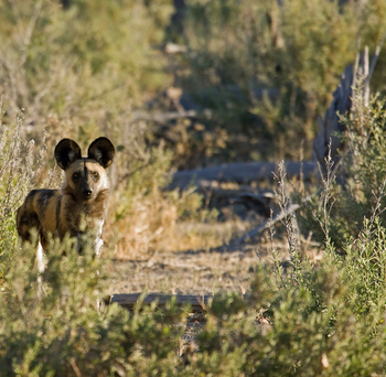 Duma Tau Camp: Wildhund