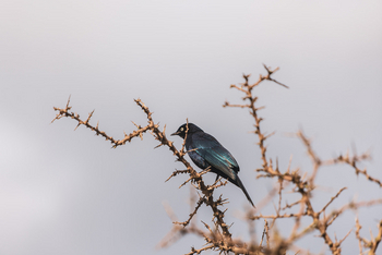 Elewana Serengeti Pioneer Camp: Starling