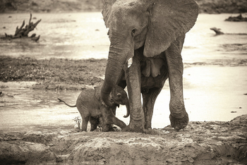 Ghoha Hills Savuti Lodge Ghoha Hills Savuti Lodge: Elefantenkuh mit Kalb