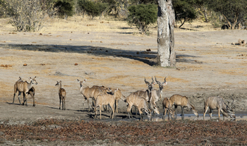 Imvelo Safaris Imvelo Safaris: Kudu Herde am Wasser