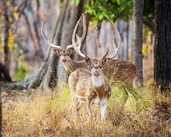 Jamtara Wilderness Camp: Axishirsche