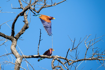 Karangoma Camp: Purple Roller