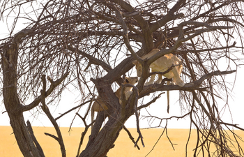 Kaskaz Mara Camp: Löwn im Baum