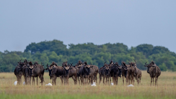 King Lewanika Lodge: Streifengnus