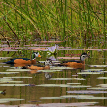 Konkamoya Lodge: African Pygmy-Goose - Nettapus auritus