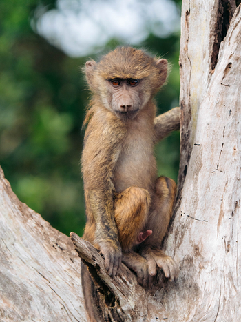 Koroi Forest Camp: Pavian auf einem Baum