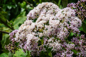 Koroi Forest Camp: Wasserdost