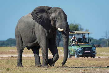 Linkwasha Camp Linkwasha Camp: Elefantenbulle