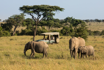 Mara Toto Tree Camp: Elefantenfamilie