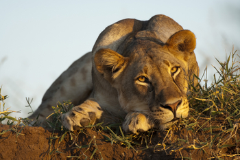 Mashatu Main Camp: Löwin