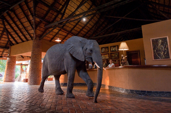Mfuwe Lodge: Elefanten in der Lobby