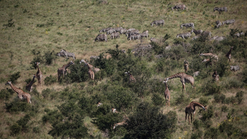 Mkomazi Wilderness Retreat: Zebras und Giraffen äsen in grüner Savanne