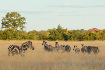 Muddy Teak Camp: Zebras und Landschaft