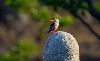 Mukambi Fig Tree Bush Camp: Graukopfliest